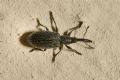 Stenopterapion intermedium